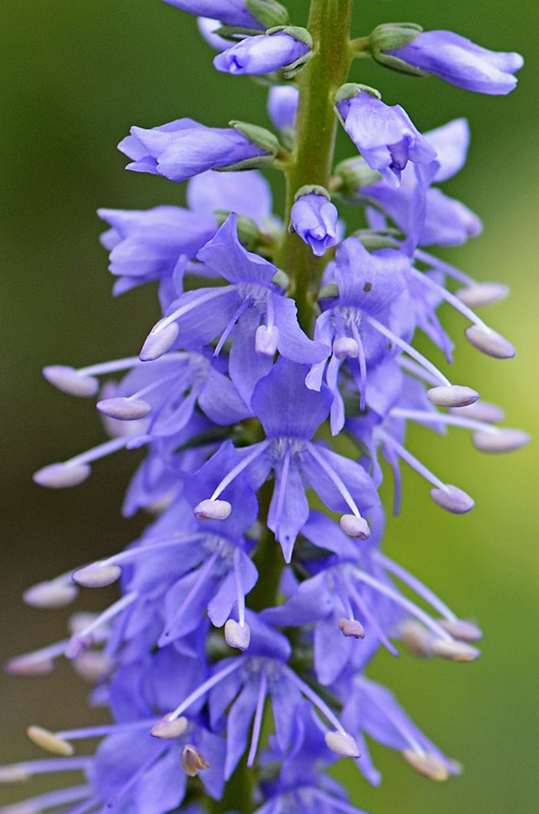 Veronica spicata